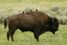 Bison búfalo