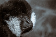 Schwarzes Gibbon