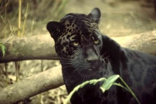 Jaguar preto