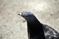 Negru porumbel