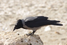 Cuervo negro