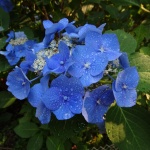 Closeup de flores azuis