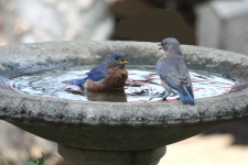 Bluebird argumentum