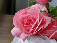 Blushing Pink Rose