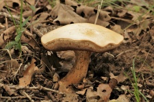 Bolete Mushroom Blending In