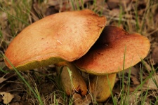 Bolete Mushroom Pair