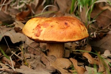 Bolete Mushroom