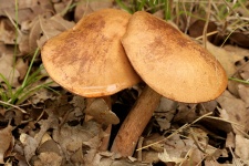 Bolete Mushrooms 2