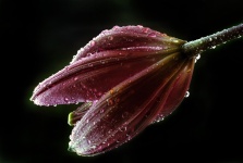 Bud With Water Drops