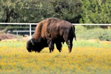 Búfalo en flores silvestres amarillas