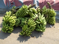 Bündel von Bananenfrüchten