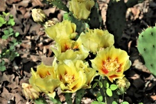 Kaktus květiny a přítel
