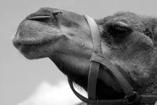 Camel Face Background