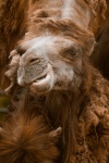 Portrait de chameau