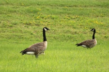 Canada Geese in Meadow
