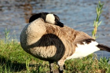 Canada Goose and Shadow