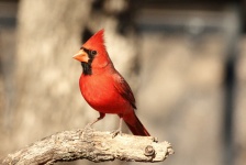 Cardinalul Portret