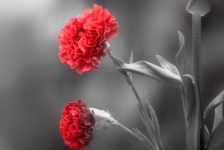 Flor de clavel 1