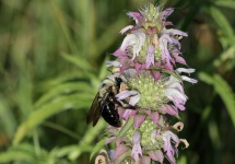 Carpenter Bee na Purple Wildflowers