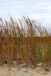 Cattail Reeds In Fall