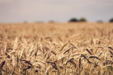Pšeničné pole