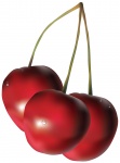 Cherry Ilustrace
