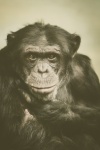 Cimpanzeu portret