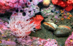 Małże, morze Anenome i Coral