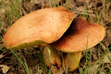 Close-up Of Two Bolete Mushrooms