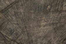 Gros plan texture de coupe en bois