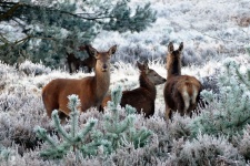 Společný jelen v zimě