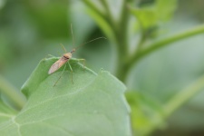 El insecto común de Texas Zelus Renardii