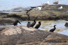Cormorants on Rock