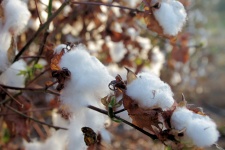 Algodón en campos de algodón