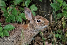 Cottontail Bunny Ontbijt