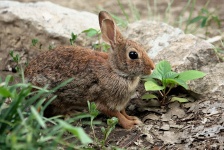 Cottontail Rabbit Close-Up
