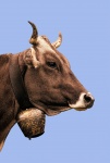 Ritratto della mucca