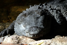 Crocodil