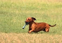 Dachshund Dog Running with Toy