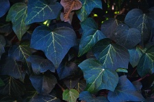 Sötétzöld borostyán levelek