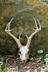 Deer Craniu în pădure