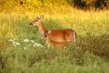 Doe And Fawn In Meadow