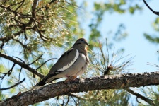 Dove In Pine Tree