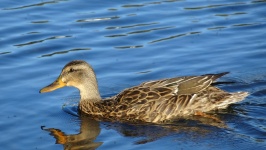 Ente in einem See