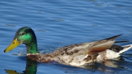 Duck In A Lake 2