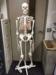 Educational Human Skeleton
