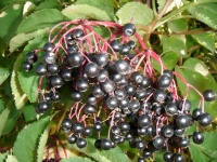 Owoce czarnego bzu