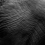 Elefantenhautstruktur