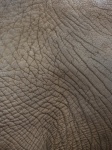 Textura de la piel del elefante