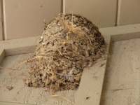 Пустое ласточкиное гнездо 2